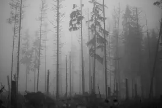 Ilustrasi: Siluet deretan pohon kering dan gundul di dalam hutan yang diselimuti kabut tebal hitam putih.