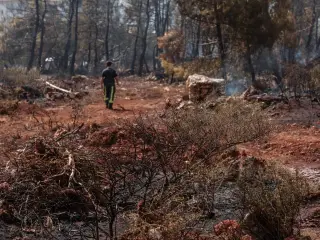 Ilustrasi: Seseorang berjalan di area hutan yang hangus terbakar dengan sisa abu dan ranting kering.