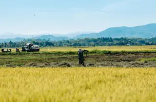 Ilustrasi: Petani berlumur topi caping bekerja di tengah sawah berlatar perbukitan luas.