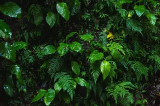 Ilustrasi: Dedaunan hijau dan tanaman paku-pakuan yang basah di hutan tropis.