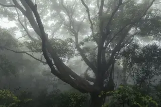 Ilustrasi: Pohon-pohon besar diselimuti kabut tebal di dalam hutan.