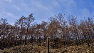 Walhi dan Greenpeace Desak Pemerintah Buka Data 372 Entitas Terindikasi Karhutla