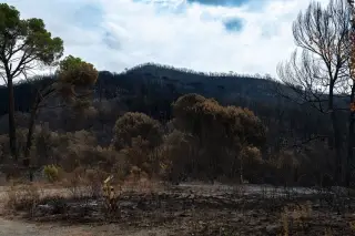 Ilustrasi: Lahan berbukit dan pepohonan yang hangus terbakar di bawah langit berawan.