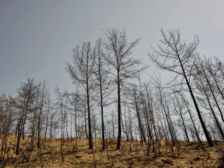 Ilustrasi: Deretan pohon kering dan hangus di lereng bukit di bawah langit kelabu.