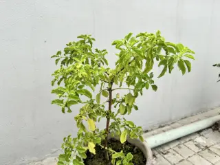 Ilustrasi: Tanaman stevia berdaun hijau tumbuh di dalam pot di samping dinding putih.