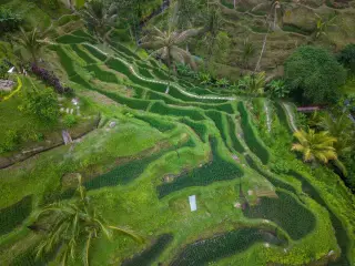 Ilustrasi: Pemandangan udara sawah terasering hijau berundak dengan jalan setapak dan pohon kelapa.