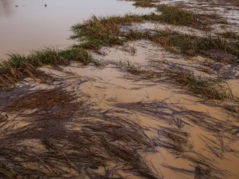 Ilustrasi: Lahan persawahan dan rumput tergenang air banjir yang keruh kecokelatan.