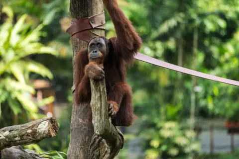 Ilustrasi: Seekor orangutan bertengger di batang pohon dengan latar belakang dedaunan hijau.