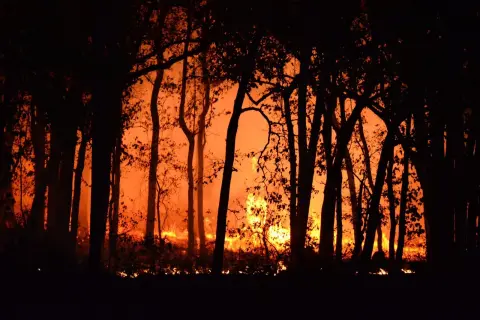Ilustrasi: Kobaran api membakar hutan di balik siluet pepohonan pada malam hari.
