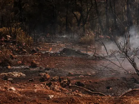 Ilustrasi: Lahan berbatu dan hangus terbakar dengan sisa asap membubung di antara pepohonan kering.