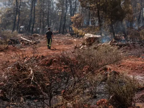 Ilustrasi: Seseorang berjalan di area hutan yang hangus terbakar dengan sisa abu dan ranting kering.