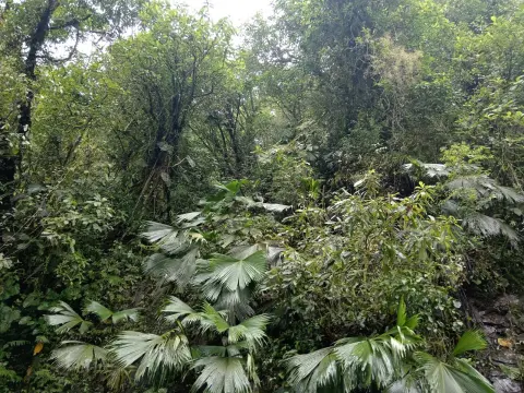 Ilustrasi: Pemandangan vegetasi hutan hujan tropis yang lebat dengan beragam dedaunan dan pepohonan hijau.