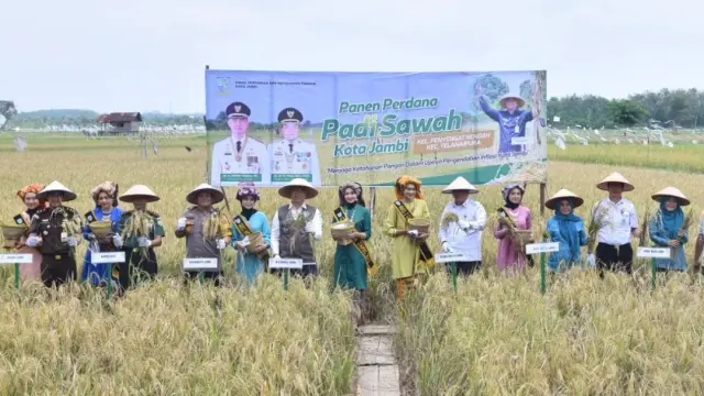 Walikota Jambi Panen Perdana Padi Sawah