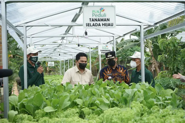 Sempat Ditinjau Erick Thohir, Program TJSL PLN Hidroponik Sako Baru Sukses Panen Puluhan Kilo