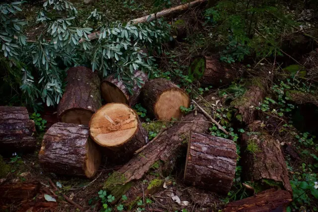 Dua Warga Diamankan dalam Dugaan Pembalakan Hutan Berangbang