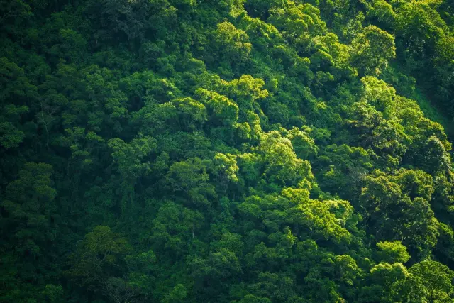 Satgas PKH Serahkan Rp13,24 Triliun dan 259.230 Hektare Hutan ke Negara
