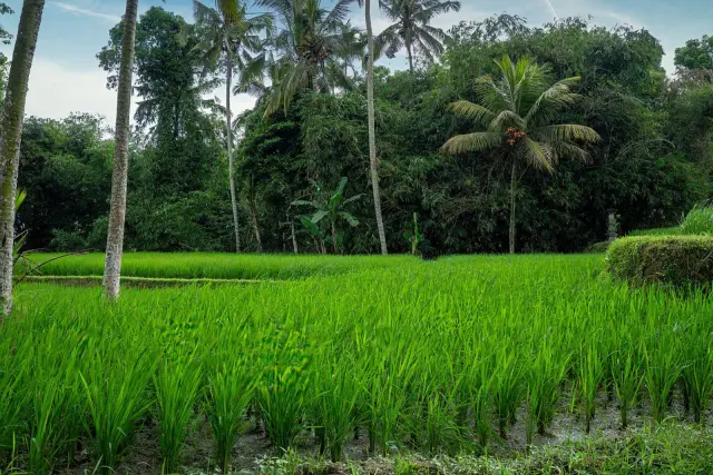 Bali Menempati Posisi Keempat Pulau Terbaik Dunia 2026