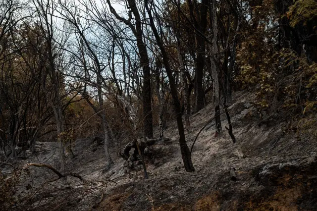 Ganjar Minta Karhutla Kalimantan Jadi Prioritas Pemerintah