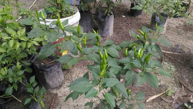 Kemendagri Siapkan Lima Tim Pantau Harga Cabai di Daerah